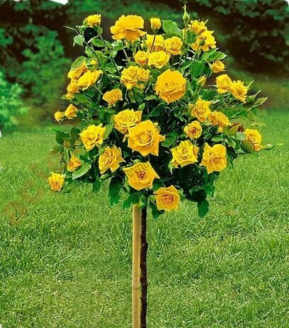Růže žlutá na kmínku 90/110 cm, v květináči Rosa
